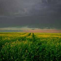 Rain Over Canola Hi Res   A3